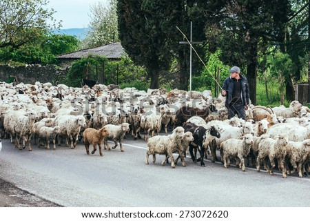 KAKHETI REGION, GEORGIA - APRIL 20, 2015: Georgian shepherd leads his goat and sheep flock in Kakheti region, Georgia, Caucasus