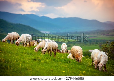 Herd of sheeps in mountains on Georgia, Caucasus