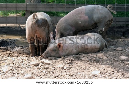 Three pigs digging in the mud to make a cool resting place.