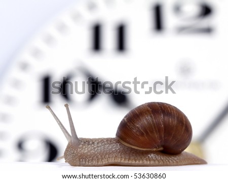 Edible snail crawling along the clock