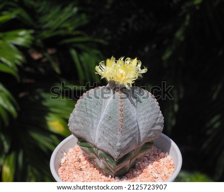 Astrophytum myriostigma( Bishop's Cap Cactus) with blossom yellow flowers on natural background 商業照片 © 