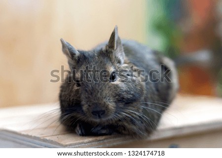 Similar – Foto Bild Degu sitting in wheel