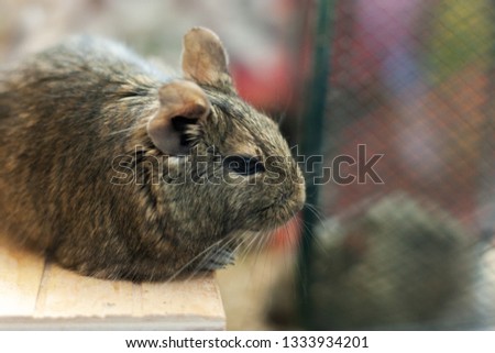 Similar – Foto Bild Degu sitting in wheel