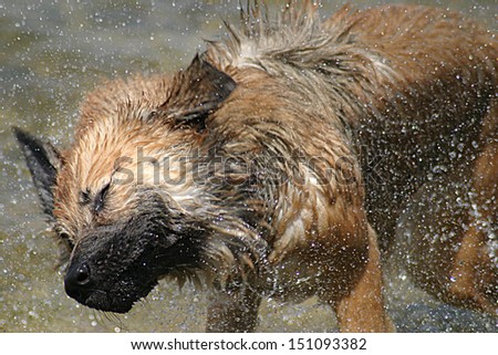 Dog Shaking Water off itself