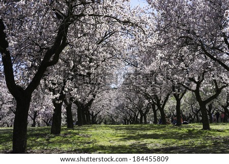 MADRID - MARCH 16: Locals and tourists enjoy a sunny day under almond trees with early blossoms in spring in a park in Madrid, Spain, on March 16, 2014.