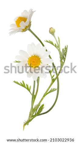 Similar – Image, Stock Photo A single yellow summer flower with a busy bee, which absorbs the nectar and distributes the pollen