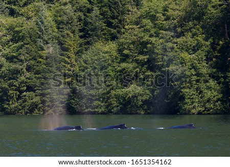 Three orca whales breaching in Alaska Imagine de stoc © 