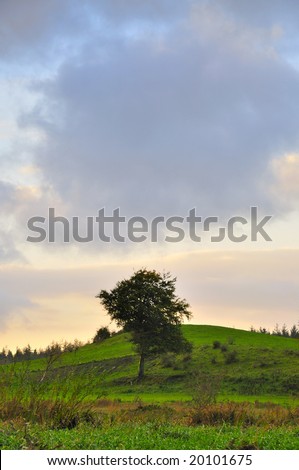 typical Irish landscape scene from Co.Westmeath, Ireland, showing,grassland,trees and sky