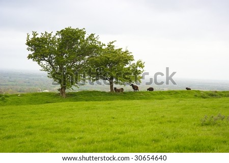 sheep on Hill Of Tara, Co.Meath, Ireland
