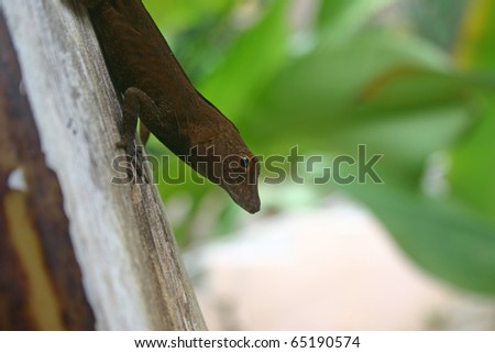 brown lizard climbing down tree