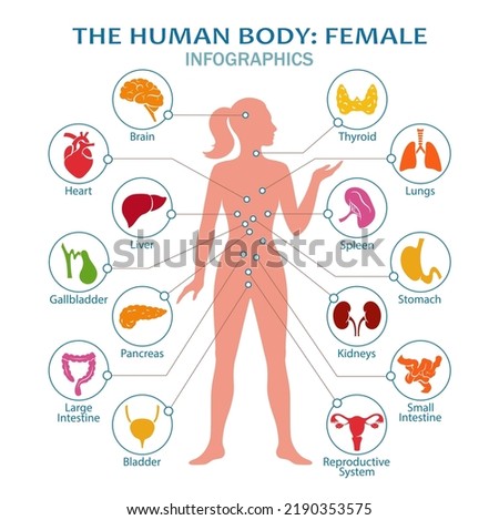 The human body: female. Human body anatomy with icons of human internal organs. Medical infographic. Isolated. Vector illustration