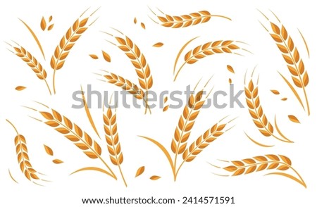 Ear of wheat and wheat grain on white background. Organic wheat, bread agriculture and natural eat. Agricultural background template. Isolated. Vector illustration