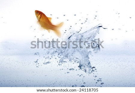 High resolution image of a goldfish leaping out of the water.