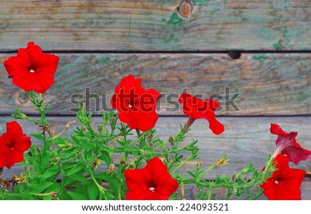Bright red petunias in the background out of focus wooden planks
