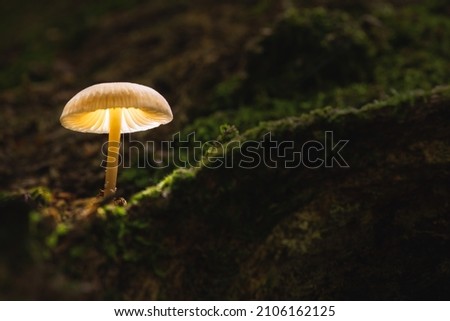 Similar – Image, Stock Photo Mushroom in moss Forest