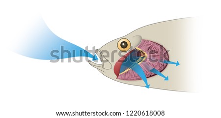 Gas exchange in fish. Respiration  Stockfoto © 