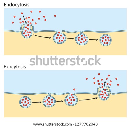 Exocytosis Stock Photos Stock Images And Vectors Stockfresh