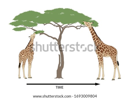 Giraffe evolution and natural selection. Millions of years later, after many generations, eventually all the Giraffe had very long necks
