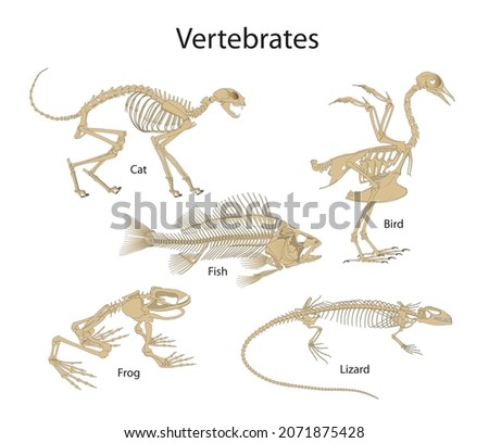Vertebrates are animals with backbones Сток-фото © 