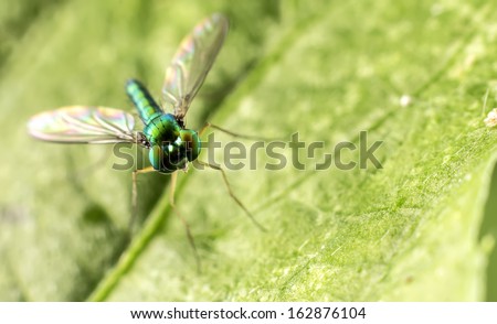 Green Long Legged Fly perched on a plant leaf.