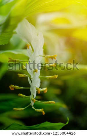 globba or white dragon flower (Globba winitii C.H. Wright) (Smithatris supraneanae W.J.Kress & K.Larsen) Stok fotoğraf © 