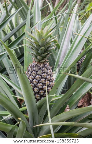 Fresh Pineapple in farm, Pineapple, tropical fruit of the east Thailand