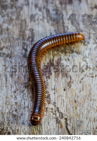 Close up giant  millipede (Blaniulidae) on old wooden