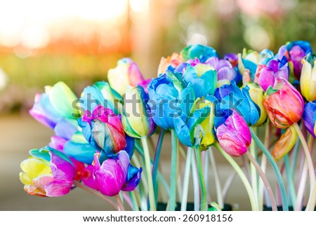 Colorful of rainbow tulips flower in garden