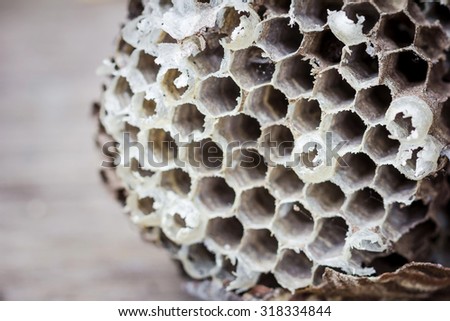 Hornet\'s nest with caterpillar on wooden background