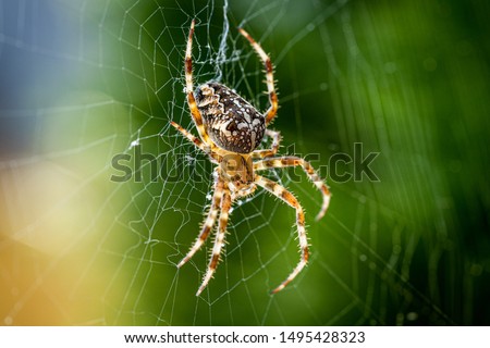 Close up macro shot of a European garden spider (cross spider, Araneus diadematus) sitting in a spider web Stock foto © 