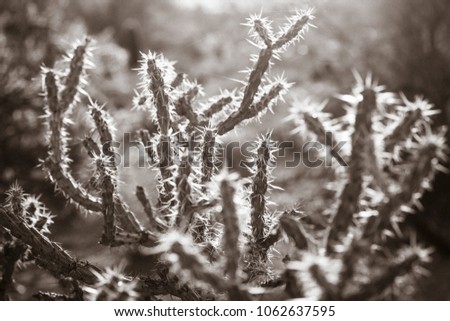 Close up shots of cactus found in the deserts of southwestern United States glowing with backlight of a setting sun Imagine de stoc © 