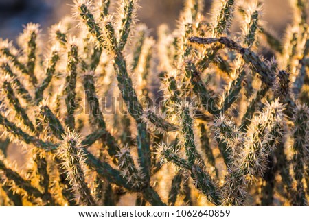 Close up shots of cactus found in the deserts of southwestern United States glowing with backlight of a setting sun Imagine de stoc © 