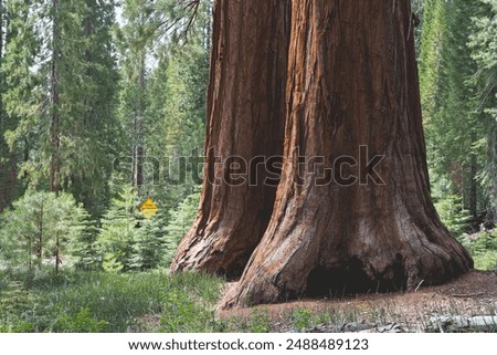 Similar – Foto Bild Mammutbaum (Sequoia) Natur