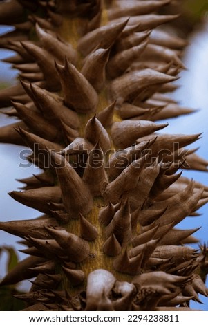 Similar – Image, Stock Photo Thorny tree in full bloom in early spring and easter backlighting