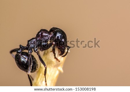 Black ant on yellow straw super macro