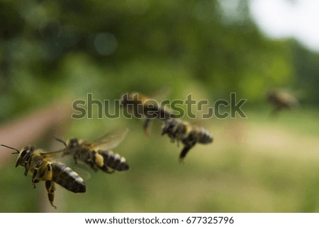 Similar – Image, Stock Photo Beehives on flowering willow