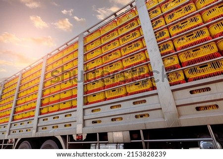 Chicken transport by truck from livestock farm to food factory. Poultry industry. Avian influenza A(H5) virus or H5 bird flu concept. Livestock transport by trailer. Chicken in yellow plastic crates. Foto stock © 