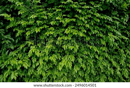 Similar – Image, Stock Photo Small green leaves in hedge wall texture background. Closeup green hedge plant in garden. Eco evergreen hedge wall. Natural backdrop. Beauty in nature. Green leaves with natural pattern wallpaper.