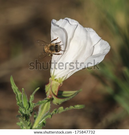 An African honey bee on a white wild flower