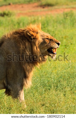 Male lion in profile baring his fangs