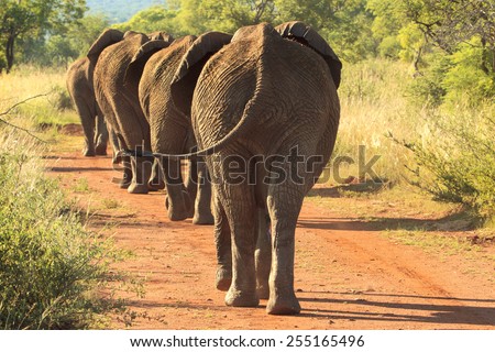 Herd of elephants marching single file down a dirt road