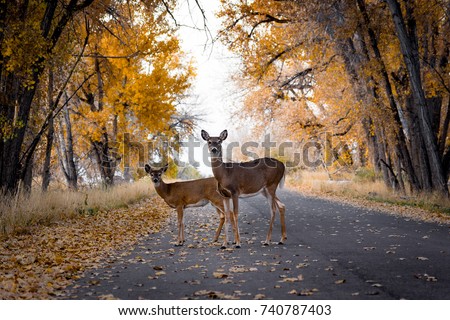 Deer Crossing