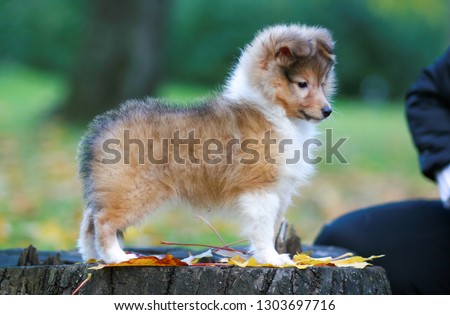 Shutterstock Puzzlepix