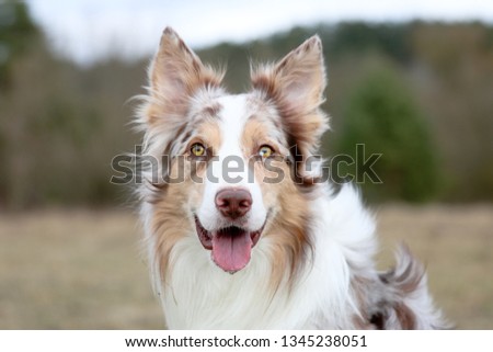 Shutterstock Puzzlepix