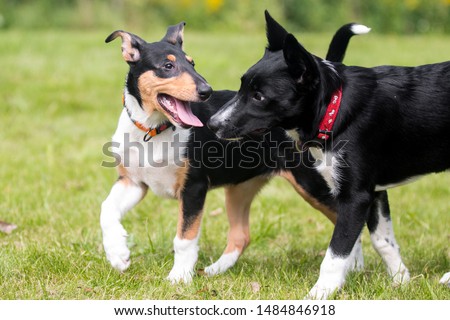 Shutterstock Puzzlepix