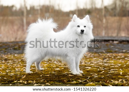 Shutterstock Puzzlepix