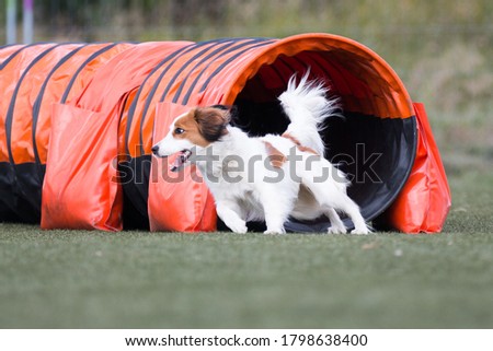 45+ Nederlandse Kooikerhondje Mix Background