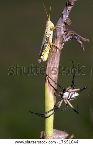 A giant Black and Yellow Garden Spider waits for his next meal.