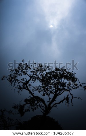 Silhouette of a scary tree in the moon light on a cloudy night