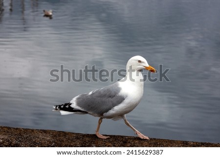 Similar – Foto Bild Silbermöwe am Hafen wartet auf Futter